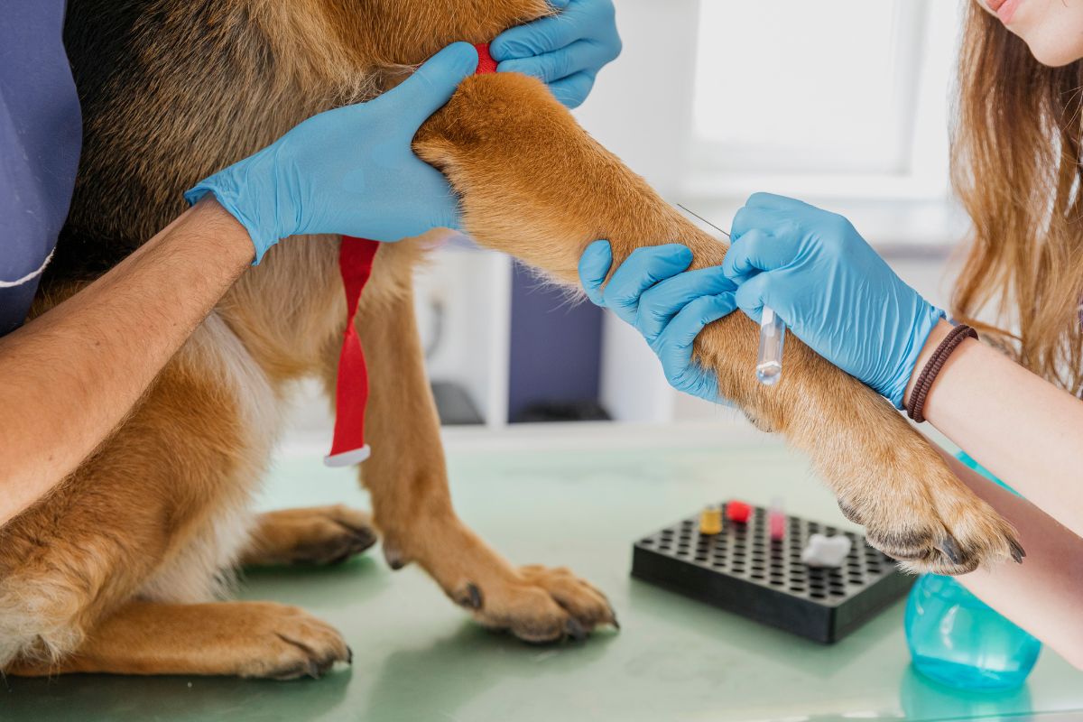 ANÁLISIS veterinarioveracruzmostoles