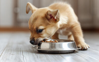 Alimentación de perros y gatos en crecimiento