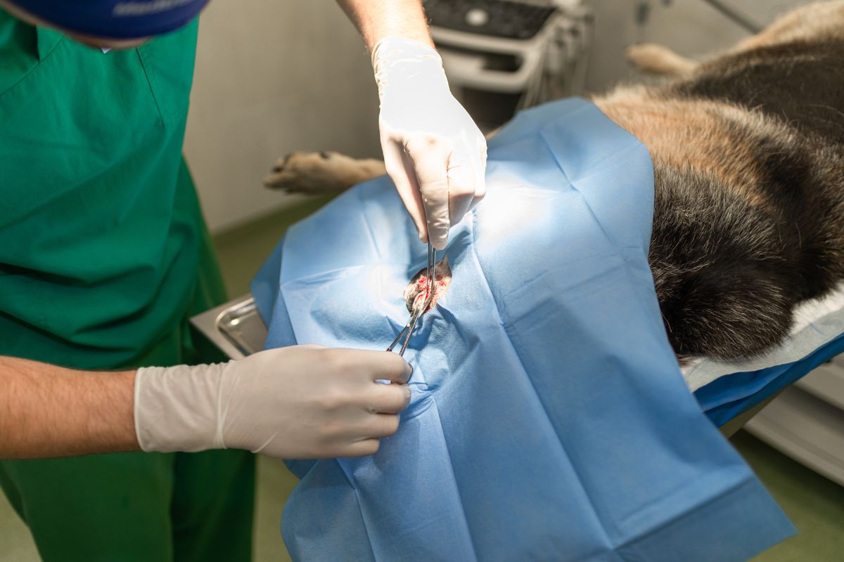 CIRUGíA veterinarioveracruzmostoles