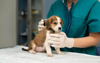 ¿Cómo preparar a tu mascota para su primera visita al veterinario?