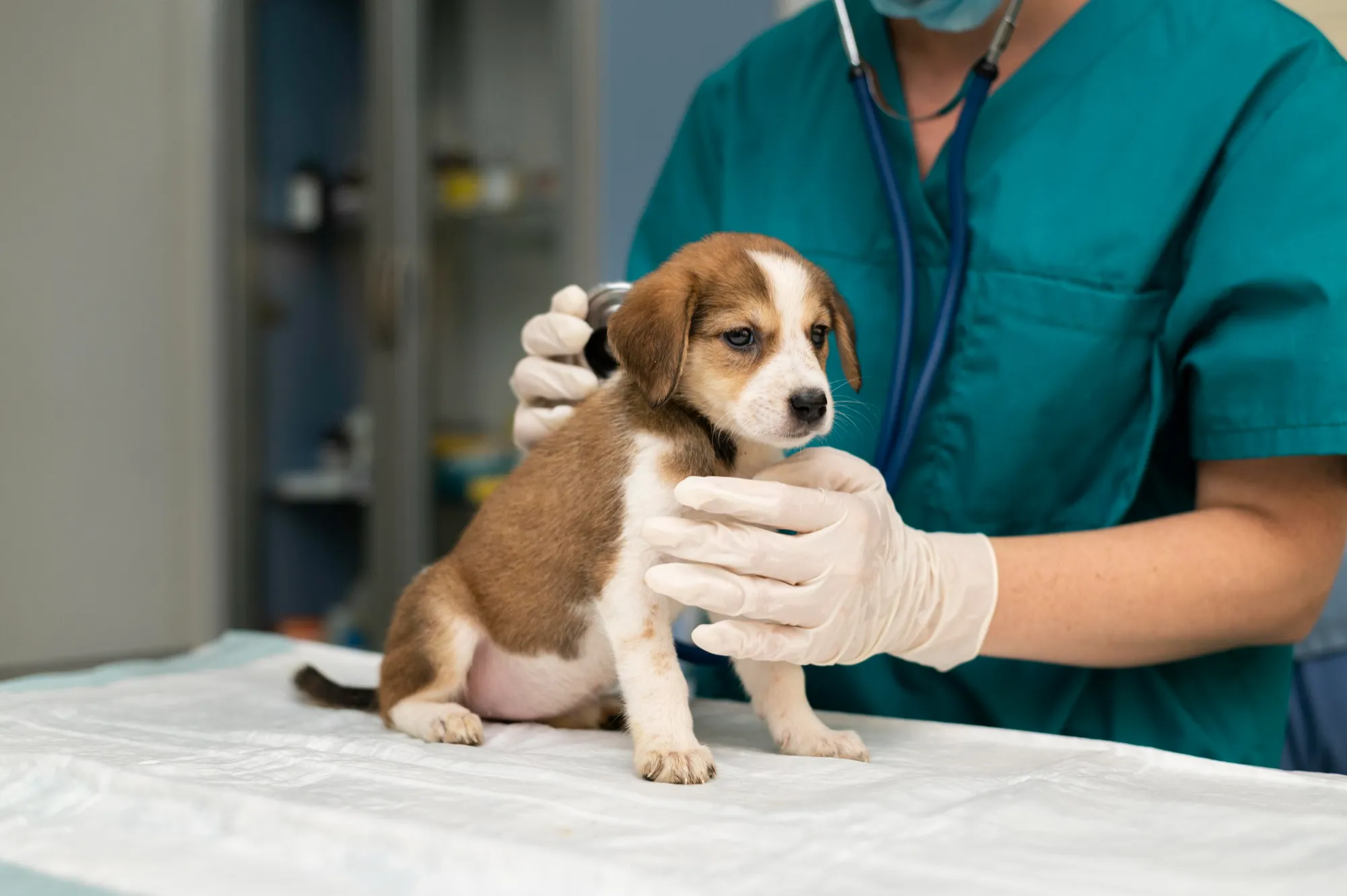 Como preparar a tu mascota para su primera visita al veterinario Como preparar a tu mascota para su primera visita al veterinario