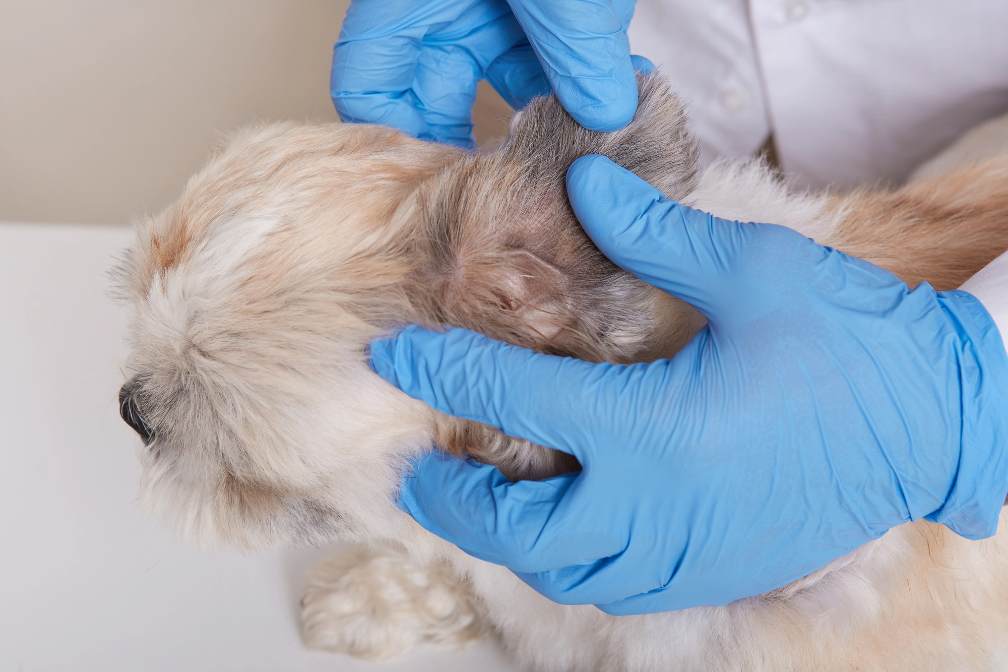 La importancia de la desparasitación en perros y gatos: cómo proteger su salud y la de toda la familia