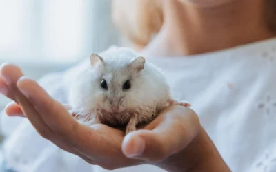 El hámster como mascota. Cuidados y necesidades