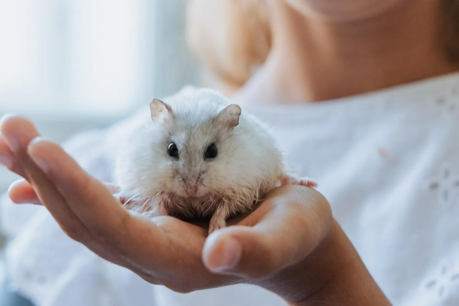 El hámster como mascota. Cuidados y necesidades