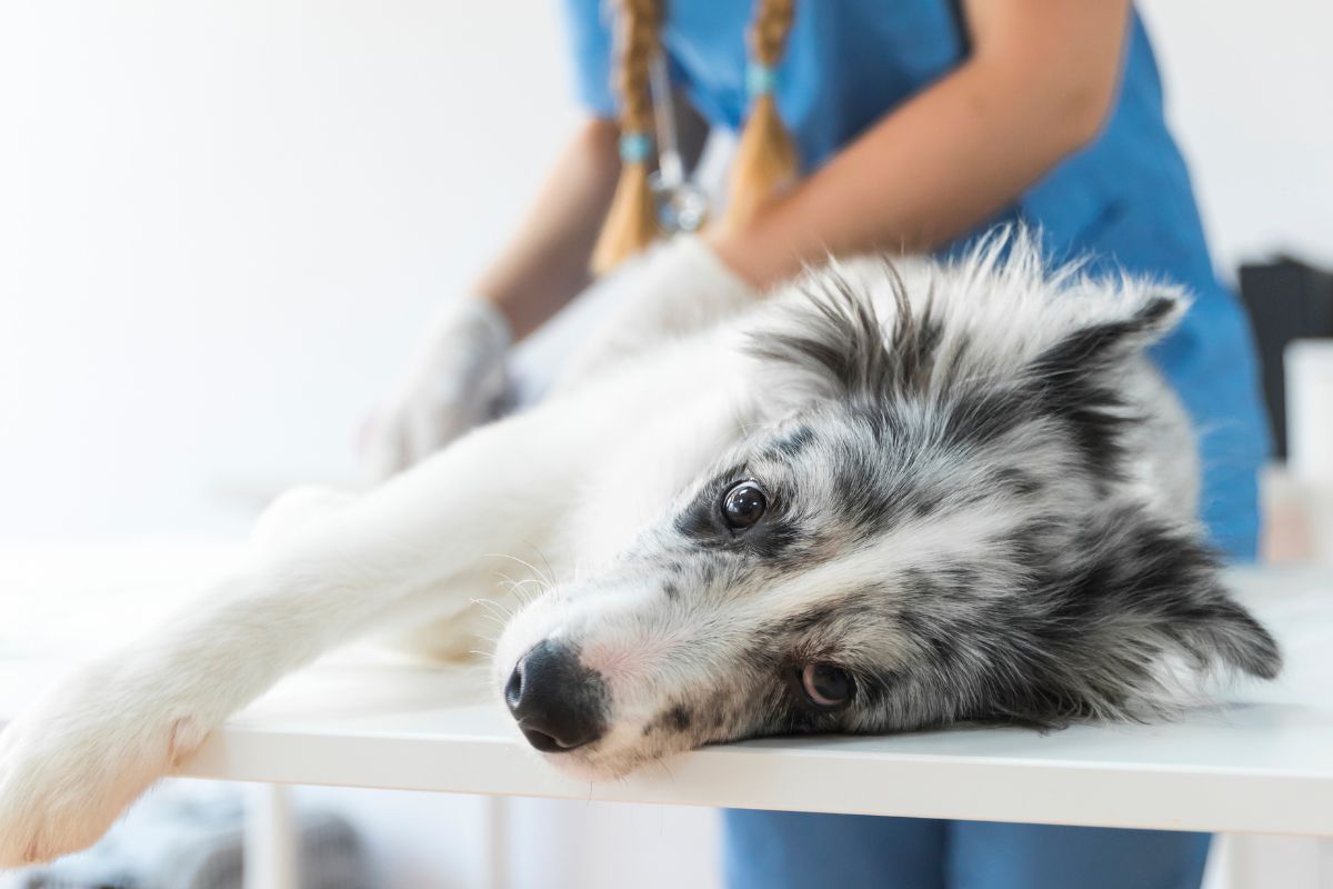 FISIOTERAPIA VETERINARIA veterinarioveracruzmostoles