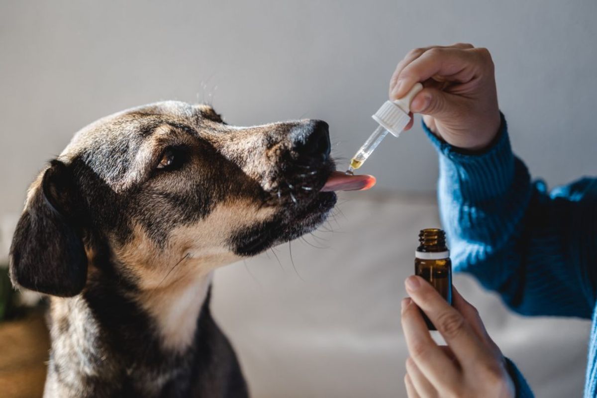 HOMEOPATIA veterinarioveracruzmostoles