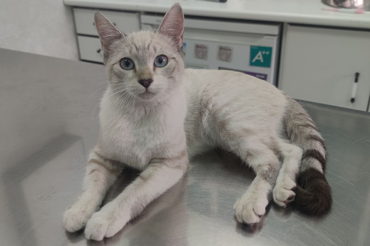 MEDICINA INTERNA veterinarioveracruzmostoles