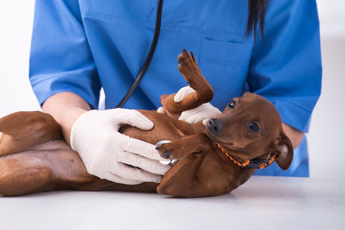 Medicina preventiva en veterinario veracruz mostoles