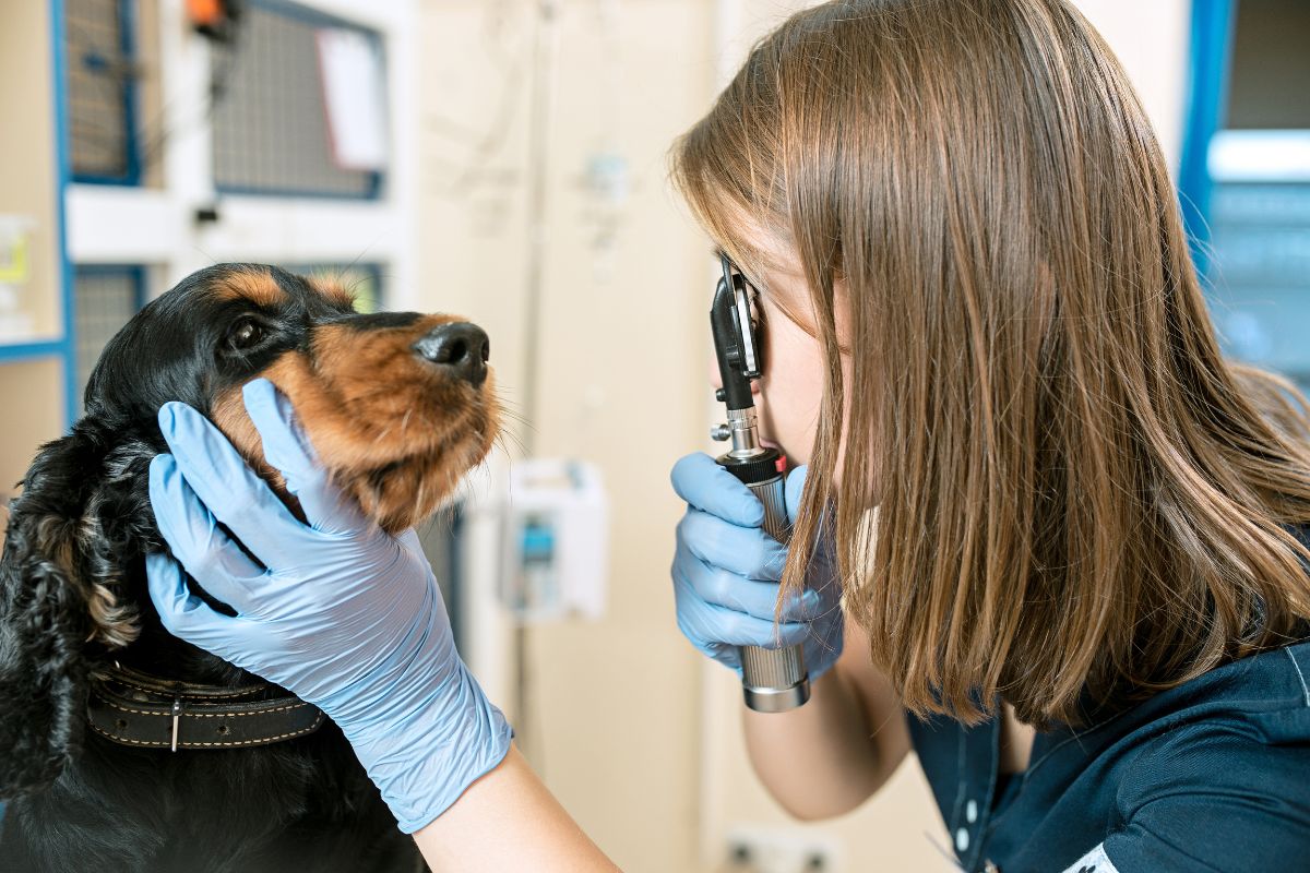 OFTALMOLOGÍA veterinarioveracruzmostoles