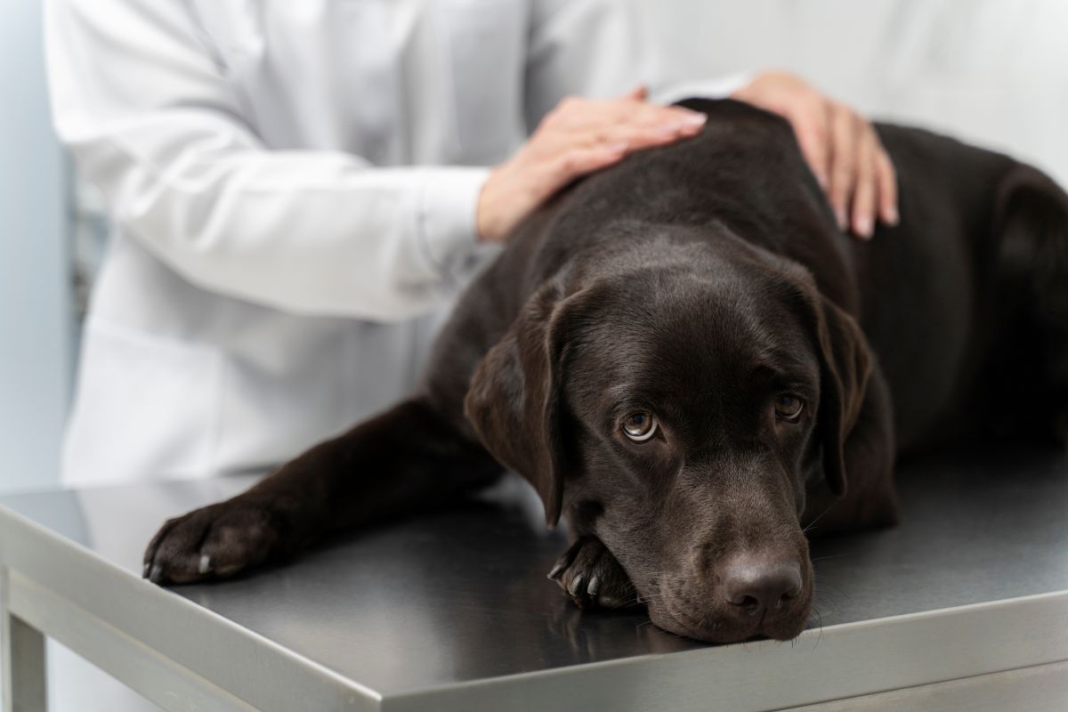 ONCOLOGÍA veterinarioveracruzmostoles