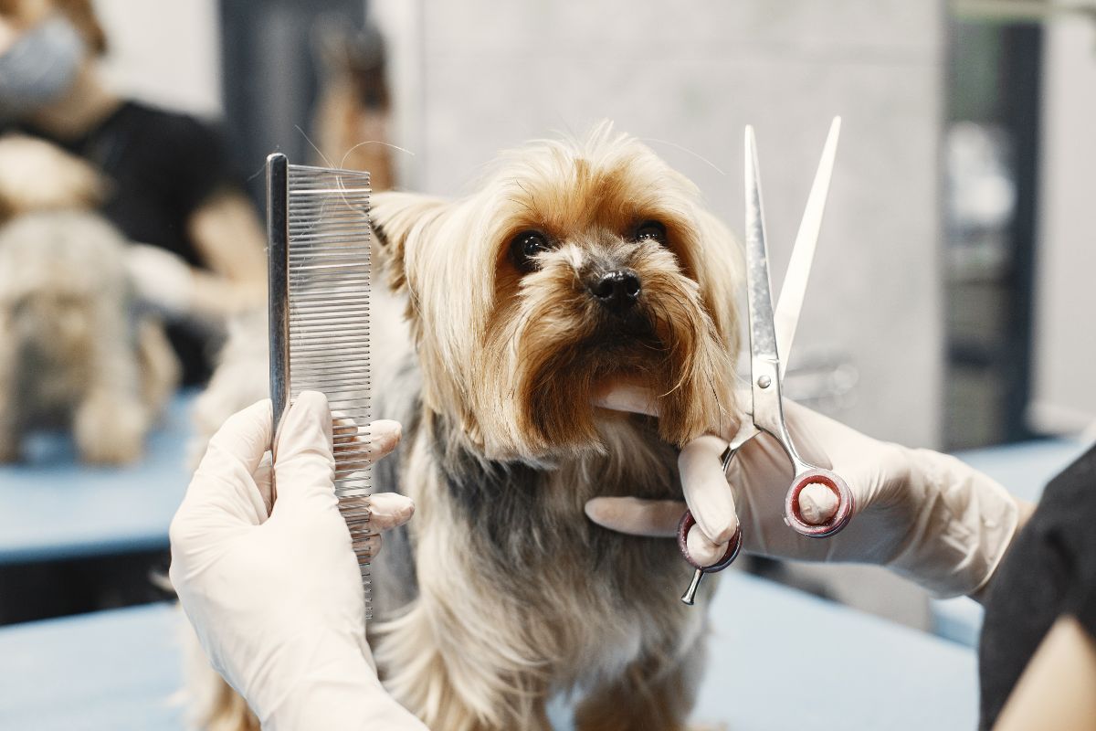 PELUQUERIA veterinarioveracruzmostoles
