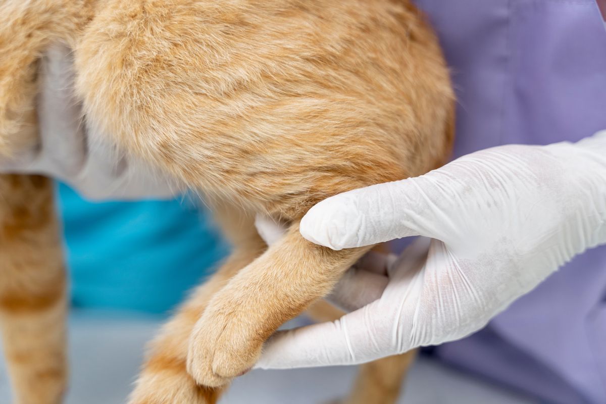 TRAUMATOLOGÍA veterinarioveracruzmostoles