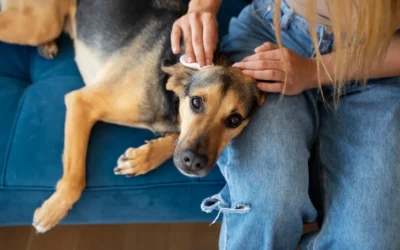 Leishmaniosis canina: ¿debo vacunar a mi perro?
