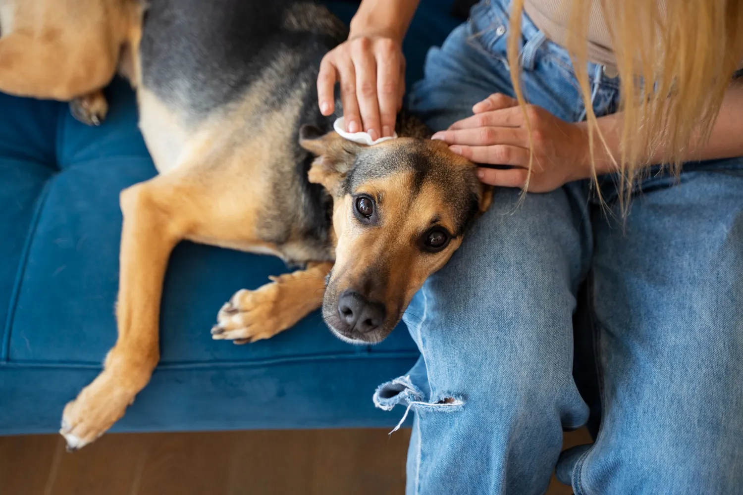 Leishmaniosis canina: ¿debo vacunar a mi perro?
