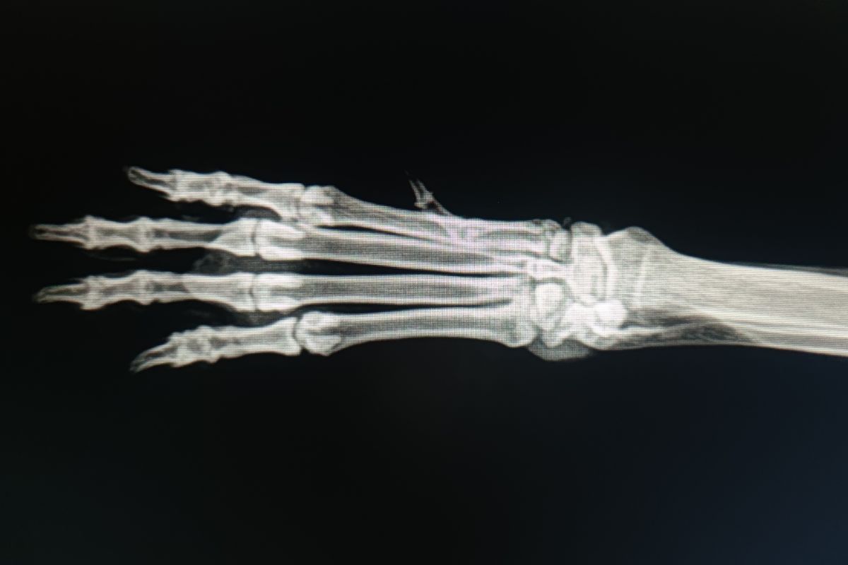 radiologia en veterinario veracruz mostoles