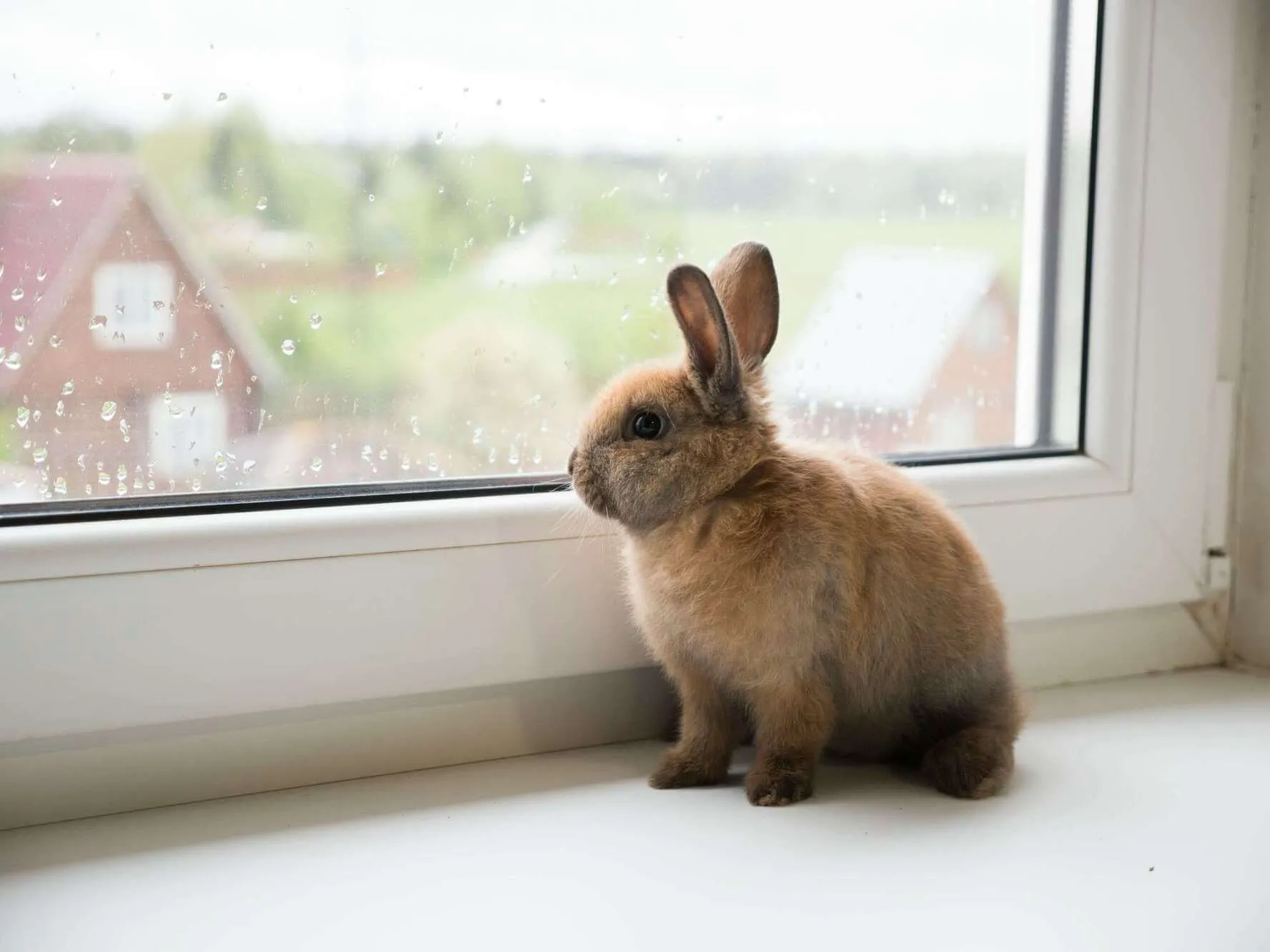 El conejo como mascota: características principales, manejo y cuidados básicos.