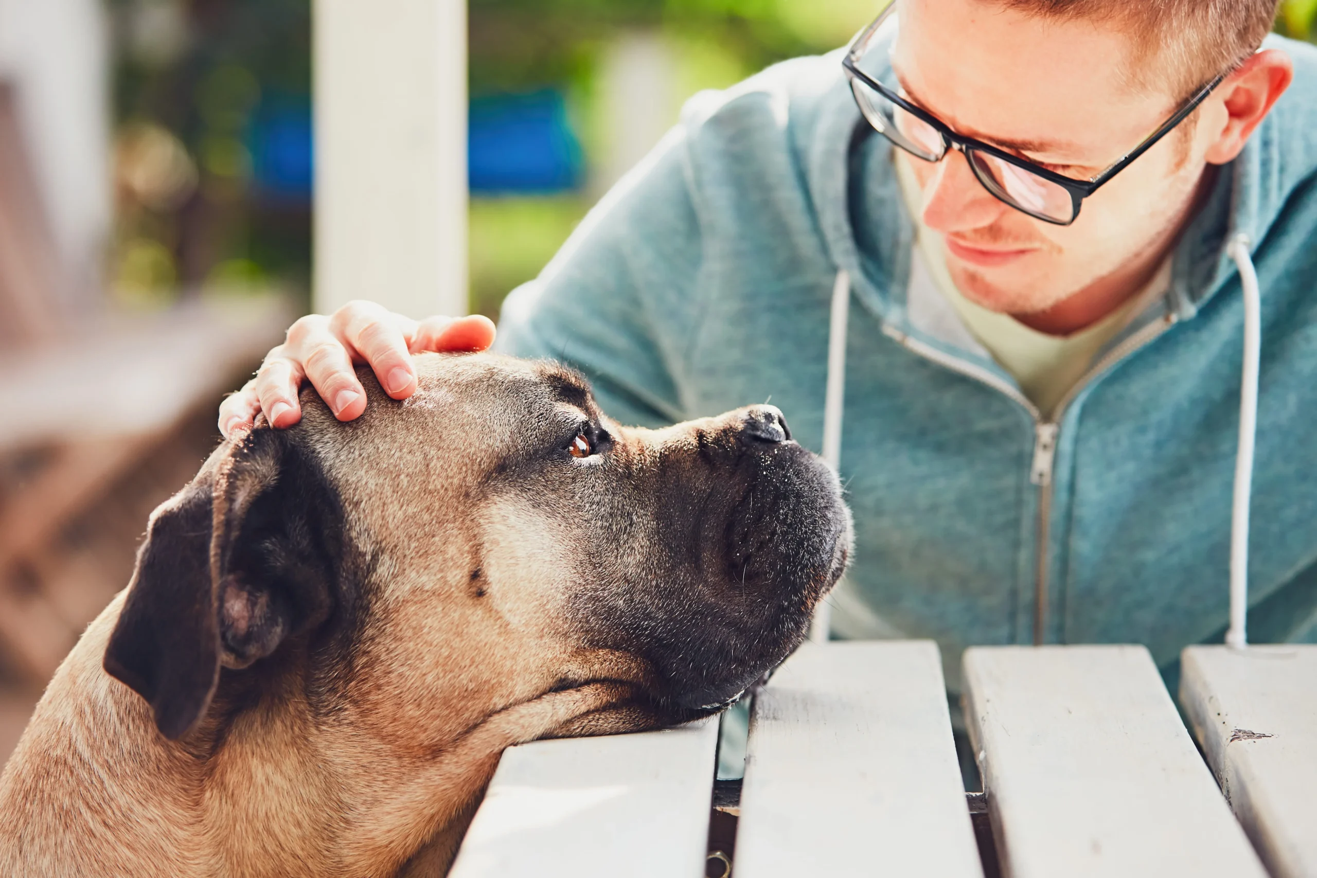 ¿CÓMO DETECTAR SI MI PERRO O GATO TIENE DOLOR? SEÑALES QUE NO DEBEMOS PASAR POR ALTO